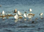 Ring-billed Gulls 